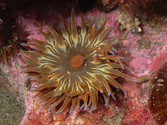 Anemonia mutabilis