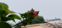 Bougainvillea