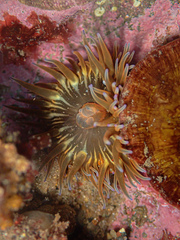 Anemonia mutabilis