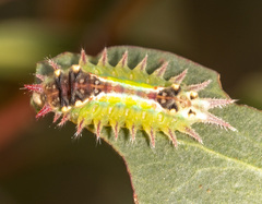 Doratifera oxleyi
