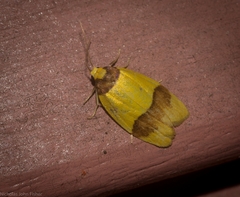 Heterallactis euchrysa