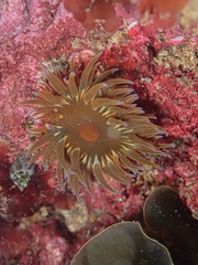 Anemonia mutabilis
