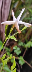 Jasminum