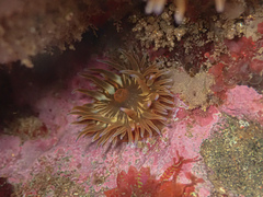 Anemonia mutabilis