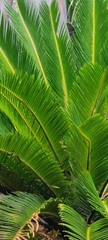 Cycas