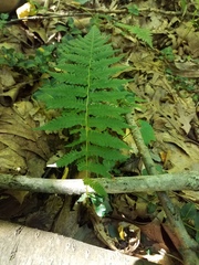 Athyriaceae