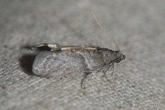 Ectomyelois ceratoniae