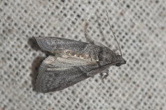 Ectomyelois ceratoniae