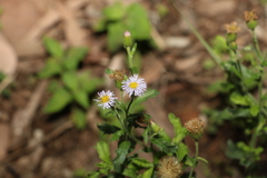 Vittadinia