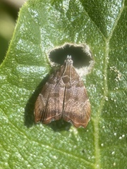 Choreutis nemorana