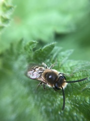 Colletes hederae