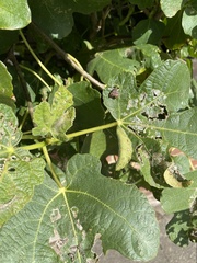 Choreutis nemorana