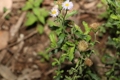 Vittadinia