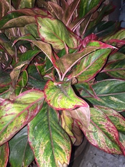 Aglaonema