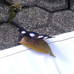 Hypolimnas misippus