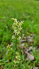 Stackhousia