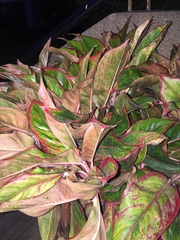 Aglaonema