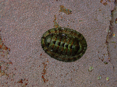 Sypharochiton pelliserpentis