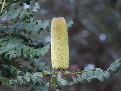 Banksia grandis