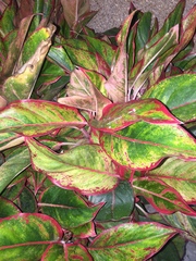 Aglaonema