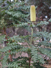 Banksia grandis