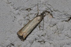 Chrysoteuchia culmella
