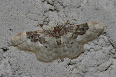 Idaea rusticata