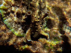 Dolabrifera brazieri