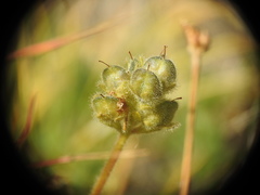 Veronica bellidioides