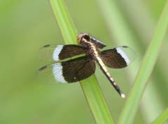 Neurothemis tullia