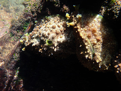 Dolabrifera brazieri