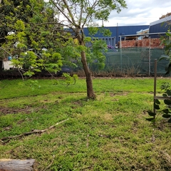 Fraxinus angustifolia