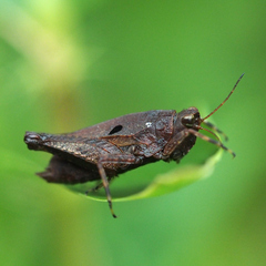 Formosatettix larvatus