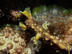 Dolabrifera brazieri