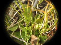 Veronica bellidioides