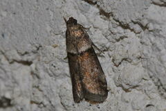 Acrobasis repandana