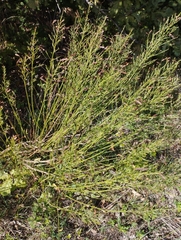 Genista tinctoria