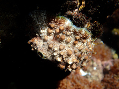 Dolabrifera brazieri