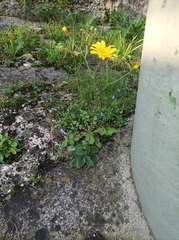 Hieracium murorum