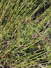 Genista tinctoria
