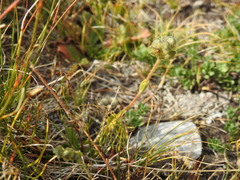 Veronica bellidioides