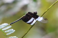Neurothemis tullia