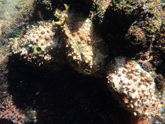 Dolabrifera brazieri