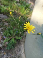 Hieracium murorum