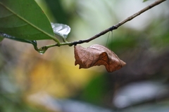 Troides minos