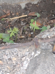 Oxalis latifolia