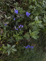 Gentiana austromontana