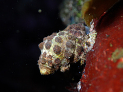 Tenguella marginalba