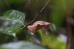 Troides minos