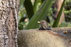 Turdus olivaceus